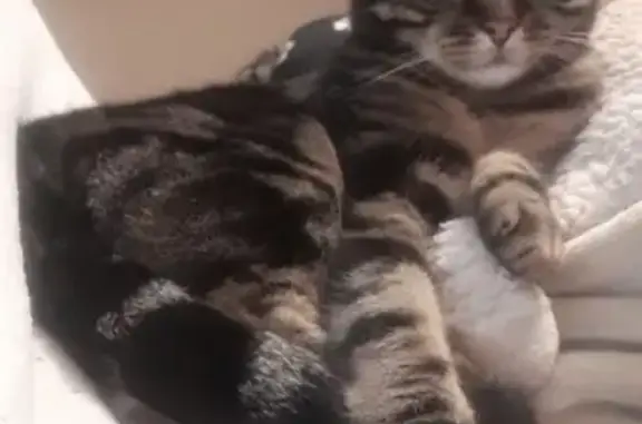 Chat perdu, Saint-Arnoult, photo: Chatte tigrée disparue à Saint-Arnoult