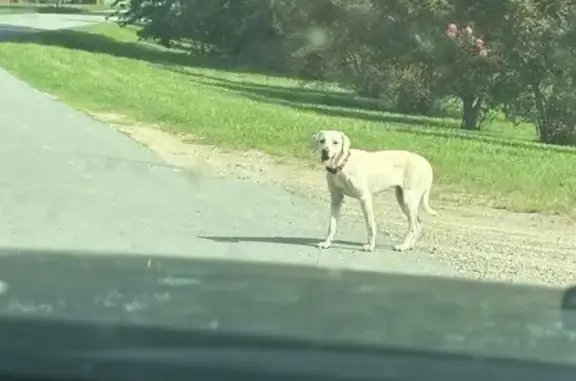 Missing Dog on 4th St, Tillar - Help!