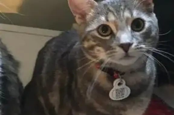 Animaux perdus Asnières-sur-Seine, photo: Chat gris tigré perdu à Asnières-sur-Seine