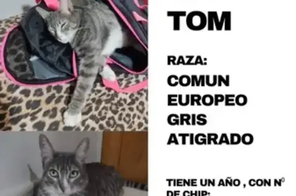 ¡Gato Perdido! Gatito Gris en Illescas