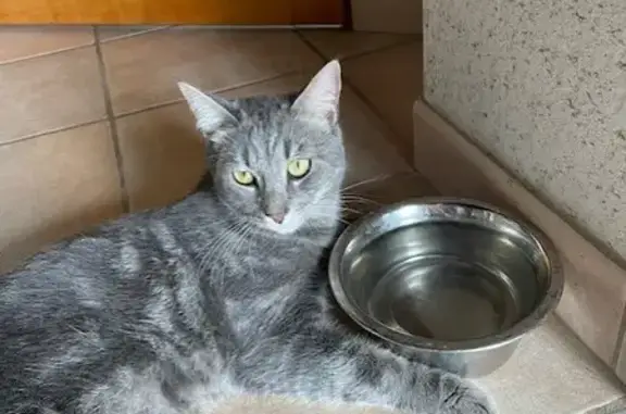 Animaux perdus Belz, photo: Chat gris tigré 1 an perdu à Belz