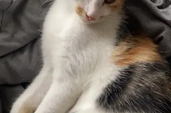 Lost Calico Kitten: Help Find Our Beloved Pet