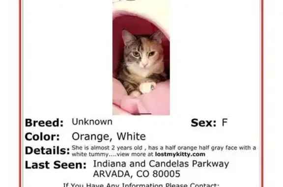 Missing Sweet Cat Blaire: Orange/Grey, Arvada