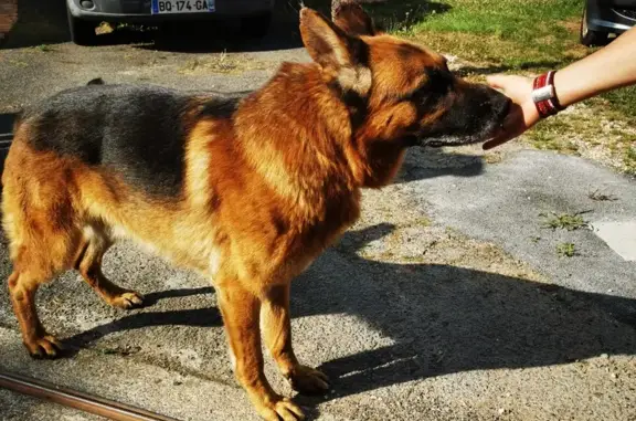 Chien blessé trouvé rue de la Pierre Percée - photo