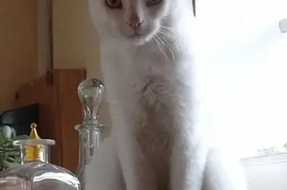 Animaux perdus Saint-Pierre-du-Mont, photo: Chat européen mâle perdu à Saint-Pierre-du-Mont