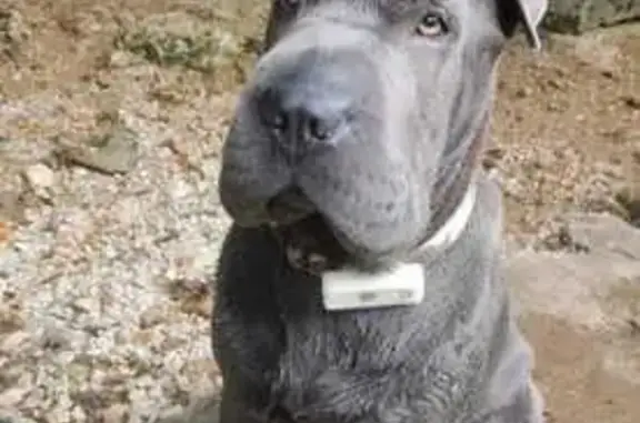 Chienne Luna disparue à Cussey-sur-l'Ognon - photo