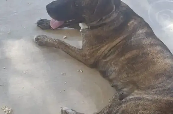 Sweet Found Dog Near Family Dollar, Killeen