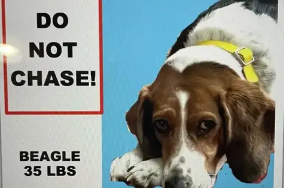 URGENT: Male Beagle Jude Still Missing!