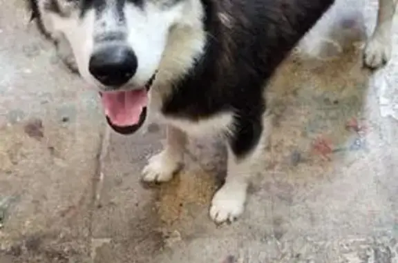 Found: Friendly Small Husky, West Hildebrand Ave