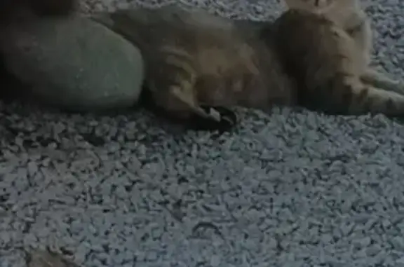 Chat marron tigré trouvé près de l'hôtel Mercure - photo