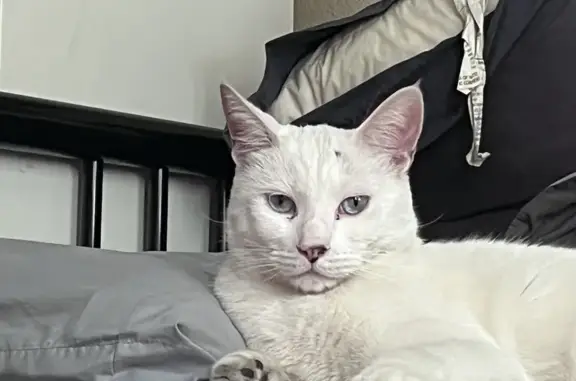 Lost White Cat with Grey Tail - Help Needed!