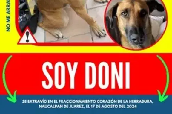 ¡Perro Perdido! Mestizo Parecido a Pastor Belga