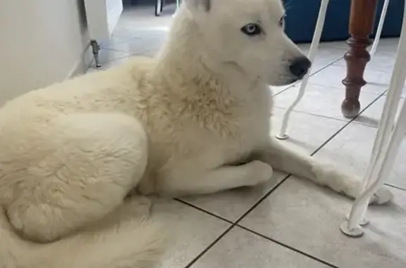 Chien perdu Genas, photo : Chien husky perdu à Genas et environs