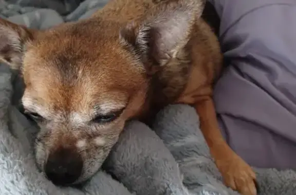 Lost Older Chihuahua: Brown/Black, No Teeth