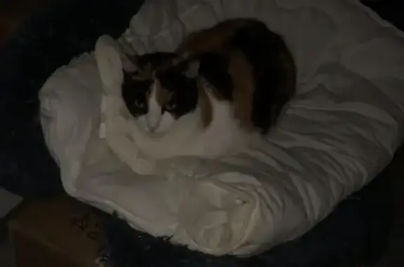 Chat perdu, Vic-Fezensac, photo: Chatte Isabel perdue à Vic-Fezensac