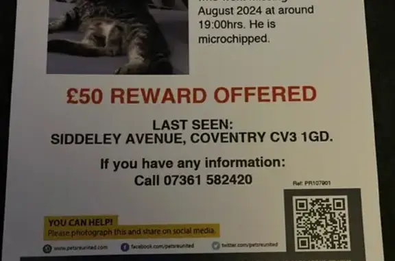 Missing Male Tabby Cat: Munchkin - Siddeley Ave