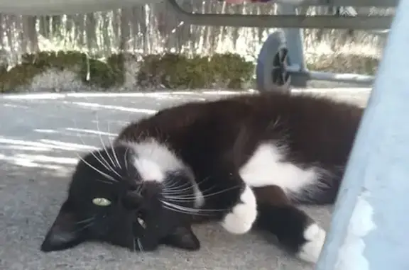 Chat trouvé La Roche-sur-Yon, photo: Chat noir et blanc trouvé Rue Rabelais