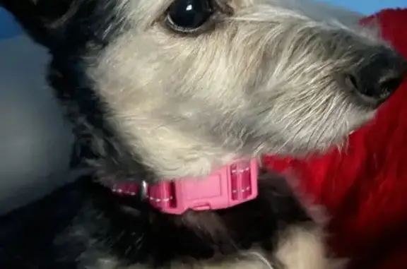 Lost Schnauzer Mix in Katy - Microchipped