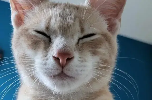 Chaton mâle beige clair trouvé à Bouguenais - photo