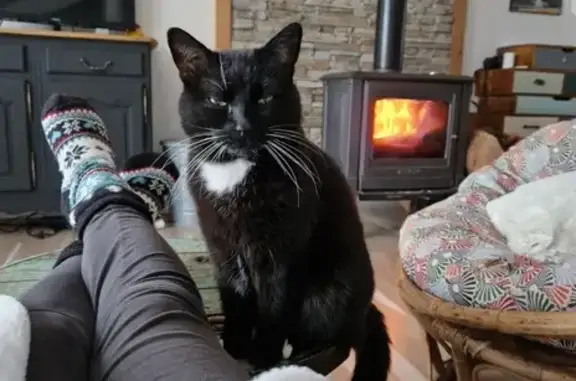 Chat perdu, Le Bois-Plage-en-Ré, photo: Chatte noire Mitaine disparue à Bois-Plage