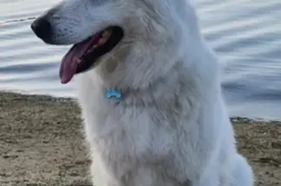 Animaux perdus Arzon, photo: Chienne Berger Blanc Perdue à Arzon