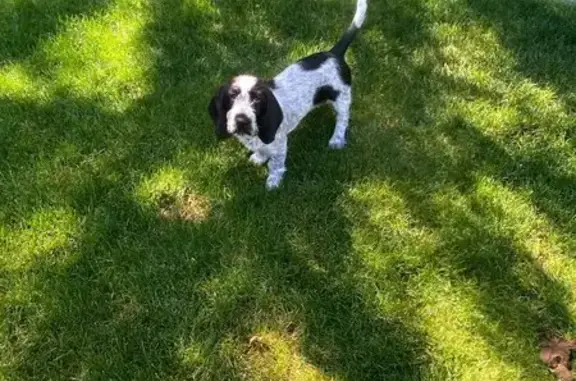 Found Petit Basset Griffon on Main St, Nyssa