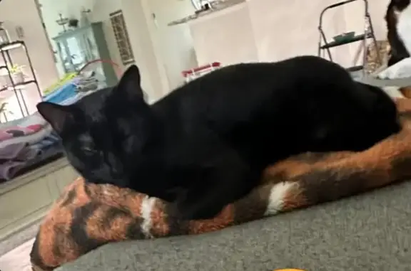 Lost Black Cat with Orange Eyes in League City