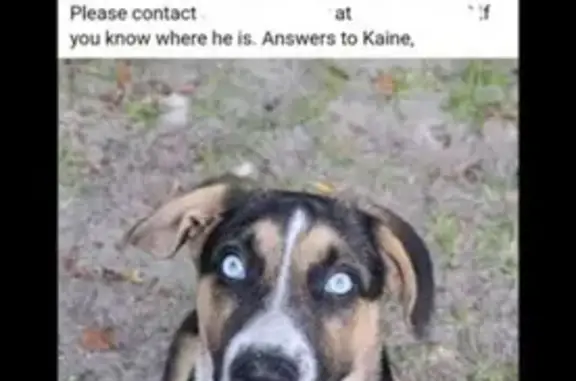 Lost Dog: Blue Eyes, Tri-color, Waycross