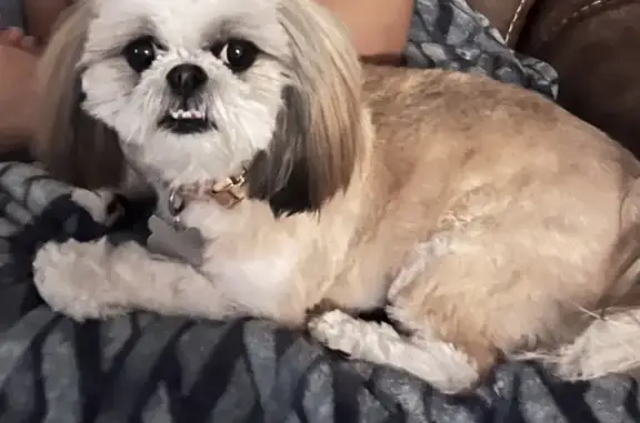 Lost Dog in Greenacres: Help Find Mindy!