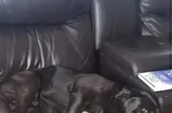 Help Find Tbone: Missing Black Pitbull Mix