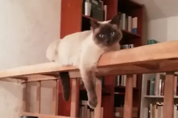 Animaux perdus , photo: Chatte Sweety perdue à Valdivienne