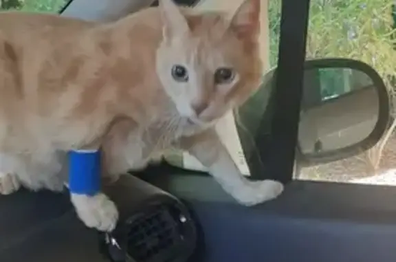 Animaux perdus Béziers, photo: Chat Cookie perdu à Béziers, impasse des Cévennes