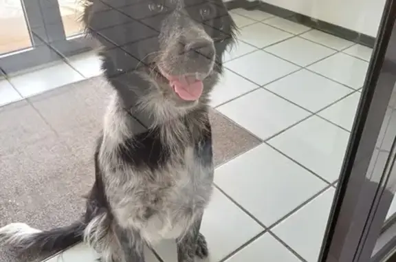 Chienne trouvée à Clermont-Fd, cherche maîtres - photo