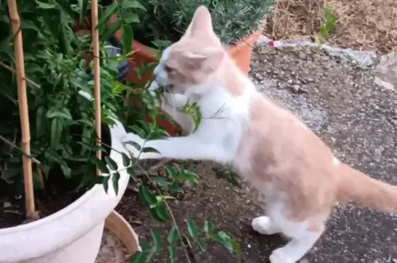 Animaux perdus , photo: Chaton blanc et roux perdu à Sailhan