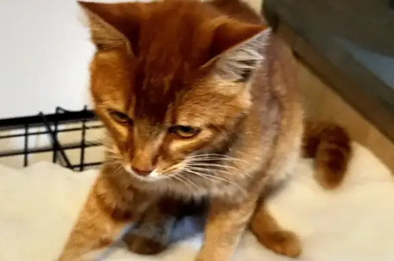 Animaux trouvés Châtillon-Coligny, photo: Chat roux sociable trouvé à Châtillon-Coligny