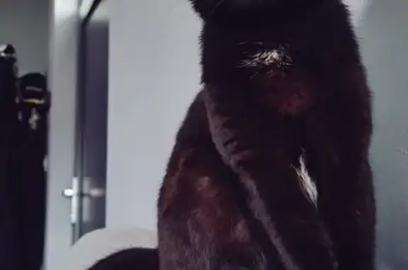 Chatte noire disparue à Neufchef - photo