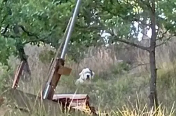 Chien peureux trouvé à Montagnac-Montpezat - photo
