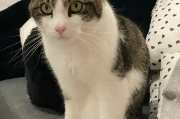 Animaux perdus Joué-lès-Tours, photo: Chat 3 pattes disparu à Joué-lès-Tours