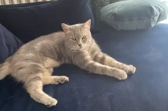 Chat tatoué trouvé le 22/08 à Orgeval - photo