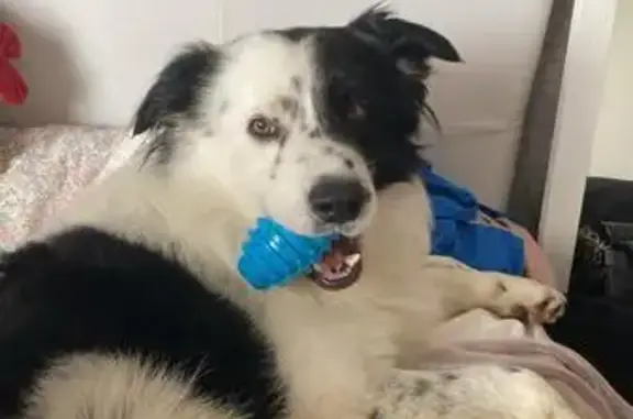 Perro Perdido: Border Collie de 2 Años en Candás