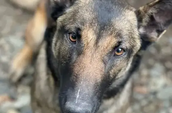 Chienne malinoise perdue à Cervione - photo