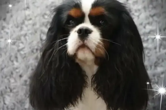 Chien perdu , photo : Chien disparu à Aix-en-Pévèle: Aidez SVP
