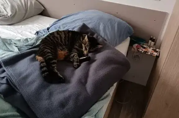 Chat perdu, Les Pieux, photo: Chatte européenne tigrée perdue, Les Pieux