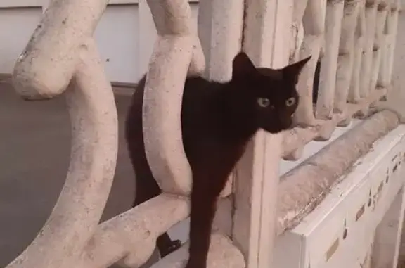 Chat trouvé Royan, photo: Chatte noire trouvée, 3-4 ans, Avenue Rochefort