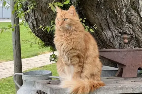 Chat perdu, Nieul-sur-Mer, photo: Chat roux disparu à Nieul-sur-Mer