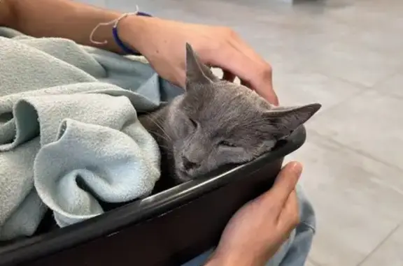 Jeune chat mâle trouvé à Rochecorbon - photo