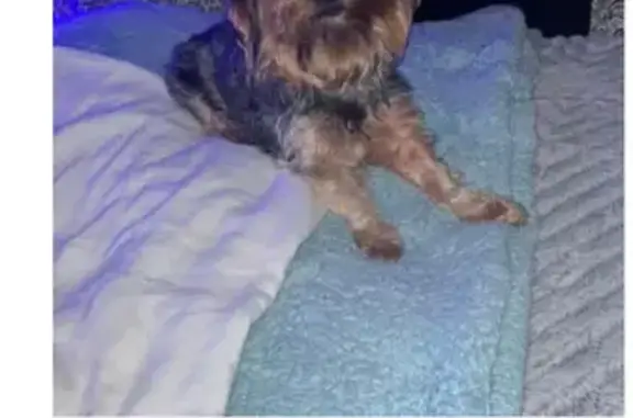 Lost Yorkie on West Lee St: Help Find Her!