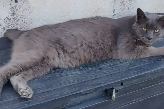 Animaux perdus , photo: Chat gris chartreux perdu à Gemeaux