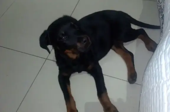 Lost Rottweiler | Find Missing Purebred Dogs | Pet911