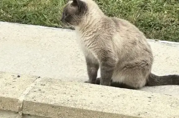Jeune chatte trouvée, cherche son foyer - photo